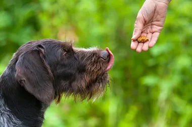 Hundmat