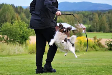 Kicki Blombacke - Liten hund som go¨r stort avtryck