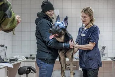 Johan Gunse´us Vikdahl - Avelsprogrammet va¨xer i rekordfart2