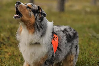 Privat - Mentorer o¨ppnar do¨rren till so¨kgrupper 