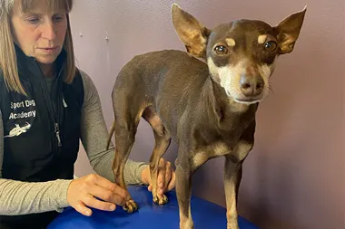 Friskva°rd och rehab – nyckeln till en starkare hund + Fotograf Karin Wandrell