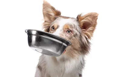 Ra¨tt foder ger en frisk och stark hund + Fotograf AdobeStock