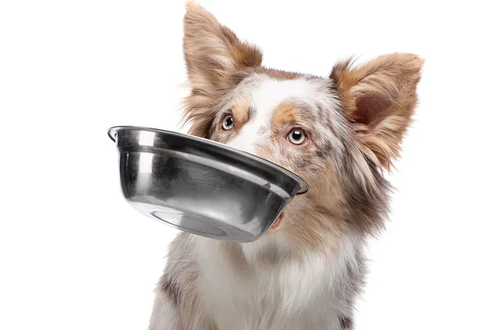Ra¨tt foder ger en frisk och stark hund + Fotograf AdobeStock