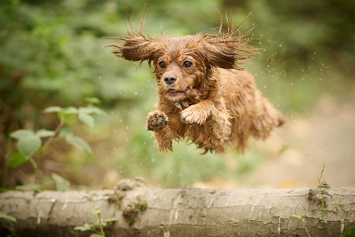 Sporthundar – tra¨ning och skador + Fotograf Steve Smith unsplash