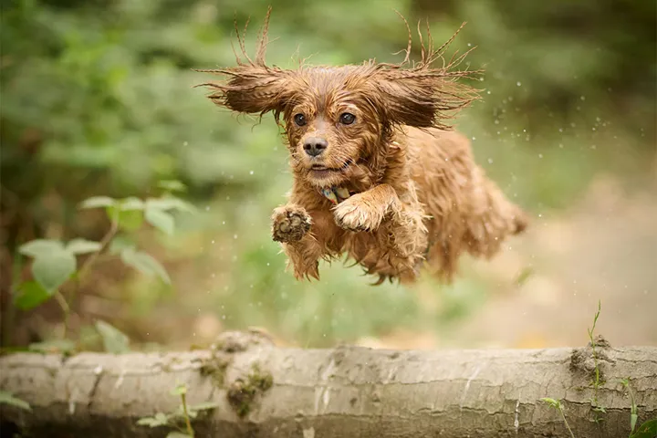 Sporthundar – tra¨ning och skador + Fotograf Steve Smith unsplash