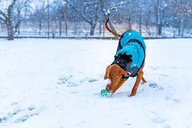 Ha°ll vovven varm i vinter + Fotograf AdobeStock 1