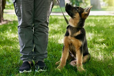 Bygg bra vanor redan i valpstadiet + Fotograf AdobeStock