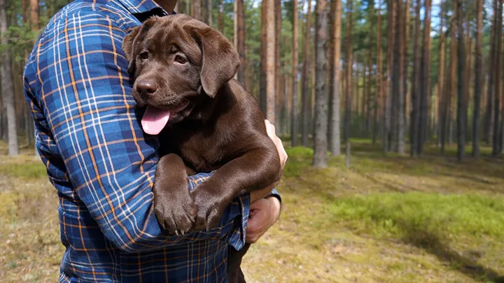 Välj valp med både hjärta och hjärna