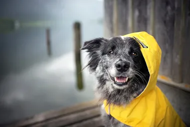 Hundars favoritfärg avslöjad i ny studie