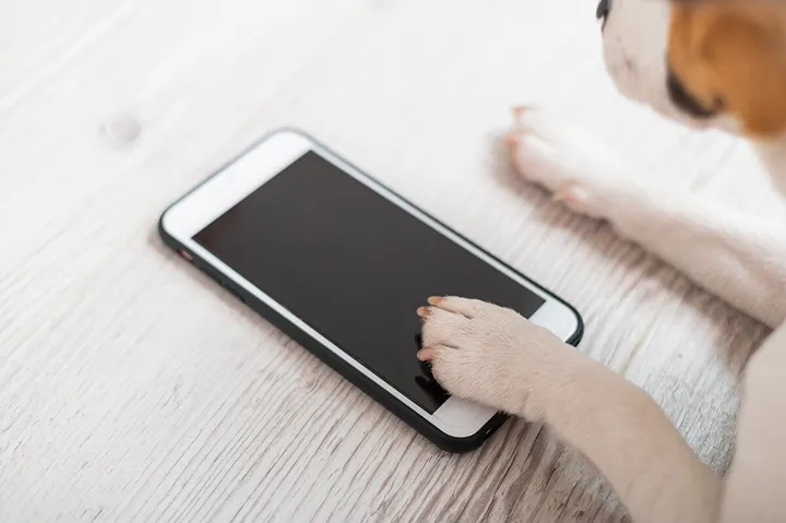 Är din hund redo för en egen smartphone?
