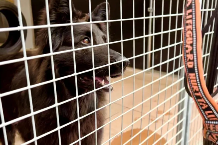Fler hundar får en andra chans hos Hundstallet
