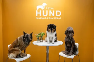 Elmia Hund gjorde succé