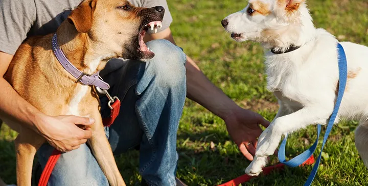 Vad är en reaktiv hund?