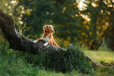 Berikning – nyckeln till en harmonisk hund