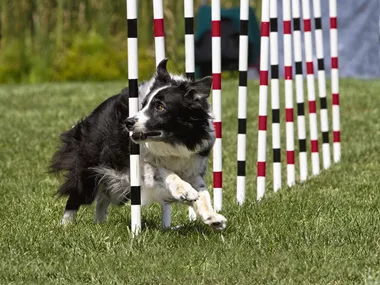Elmia Hund – Hundsport & Hund i tjänst