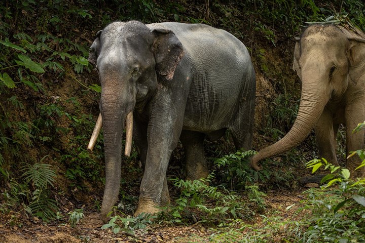 World Animal Protection firar 75 år