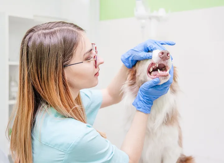 Planera veterinärbesöken och spara pengar