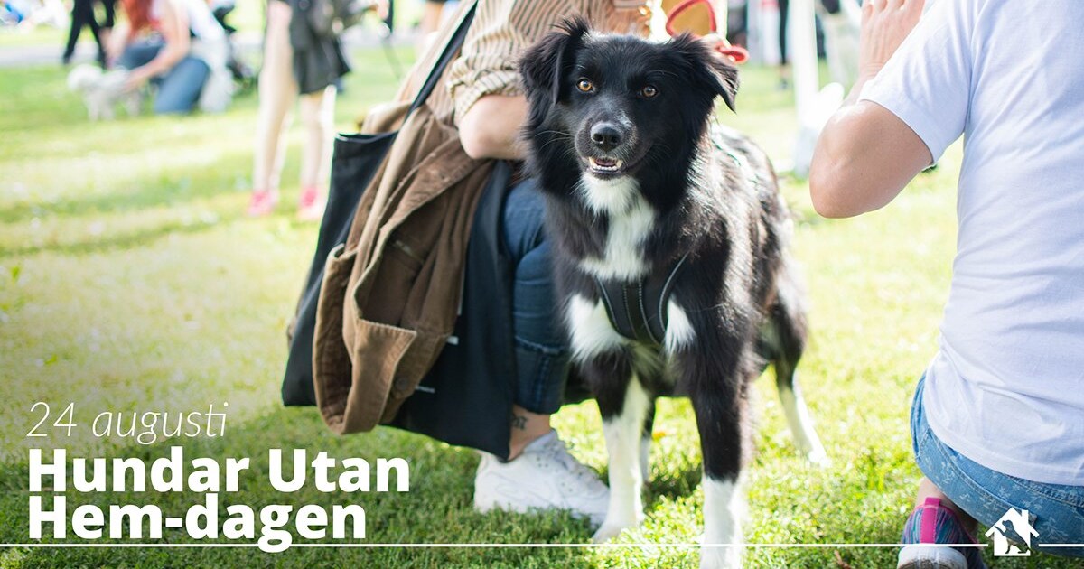 Hundar Utan Hem-dagen - Brukshunden