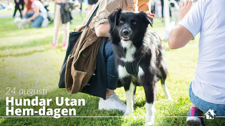 Hundar Utan Hem-dagen