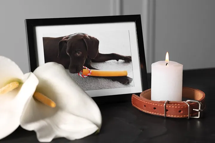 Därför tar vi farväl av vår hund