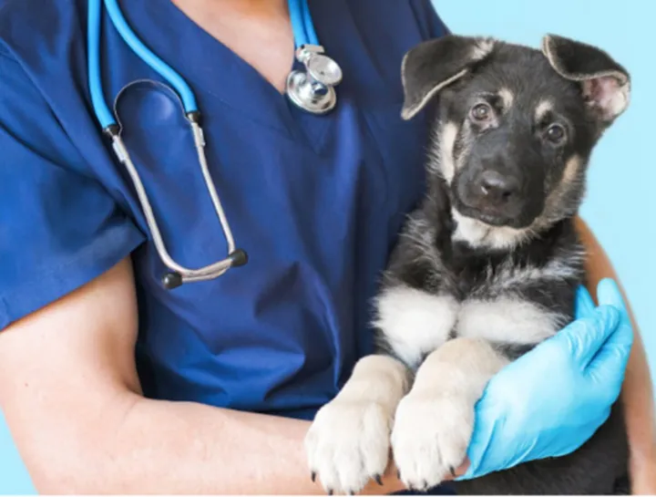 Välj rätt veterinärklinik