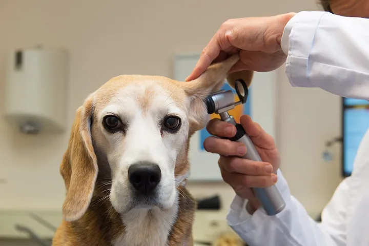 Bättre veterinärbesök med Fear Free