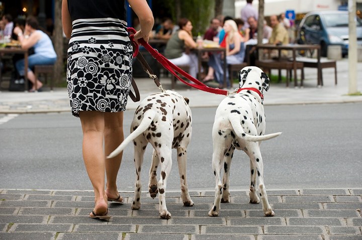 3 av 4 hundägare upplever utmaningar i storstad