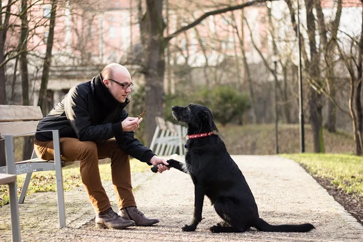 Så kommunicerar du bäst med din hund