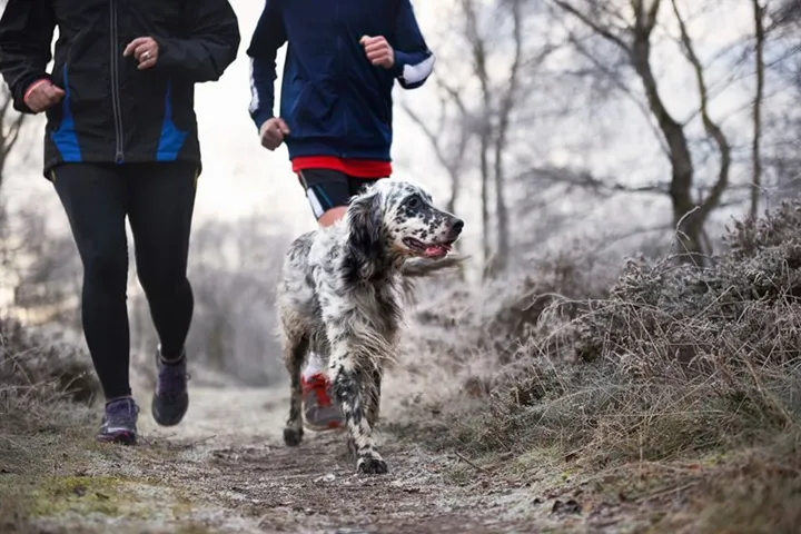 Kom i form tillsammans med hunden!