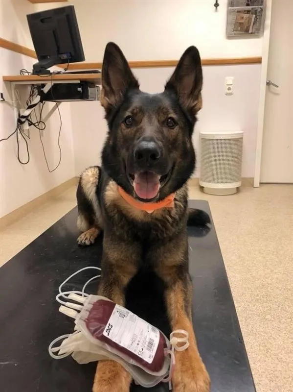Cobra – Årets Blodgivarhund