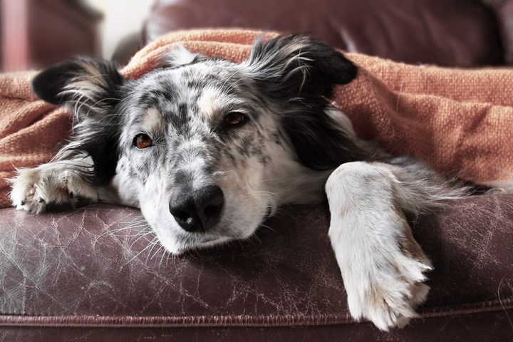 Sommarens veterinärbrist kan ge stora konsekvenser
