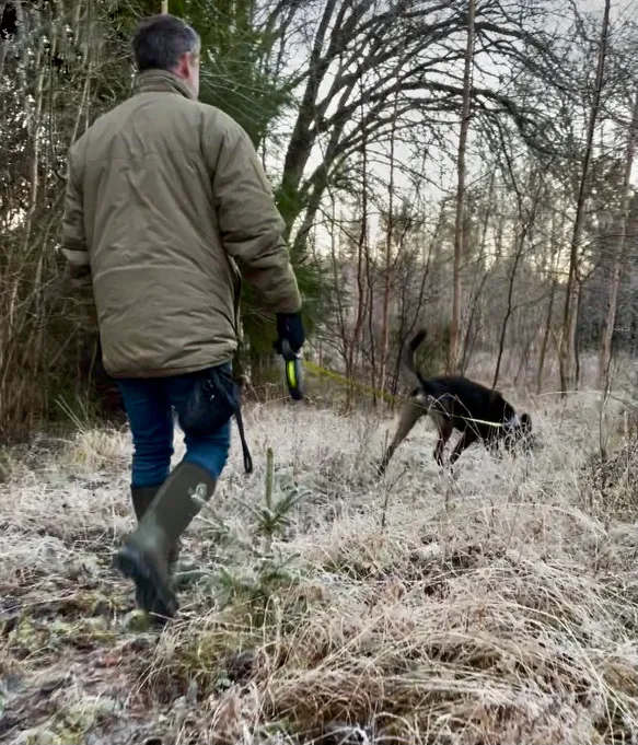 Hundar letar markföroreningar