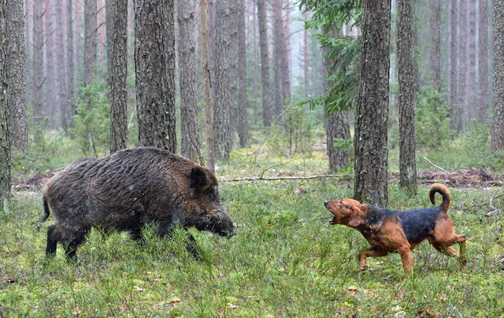 Vildsvinsattacker mot hundar ökar