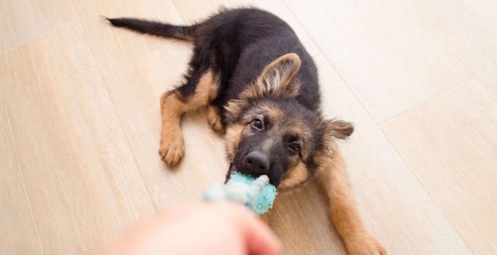 5 bra tips för att uppfostra din hund