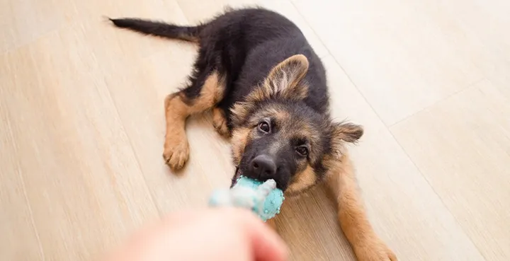 5 bra tips för att uppfostra din hund