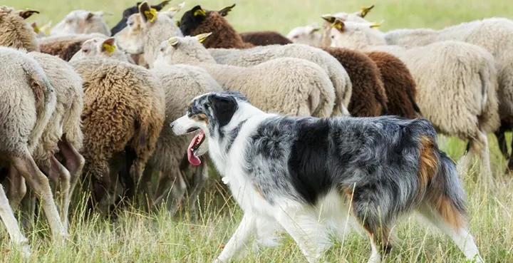 Online-seminarium om fårvallning med hund 10 december