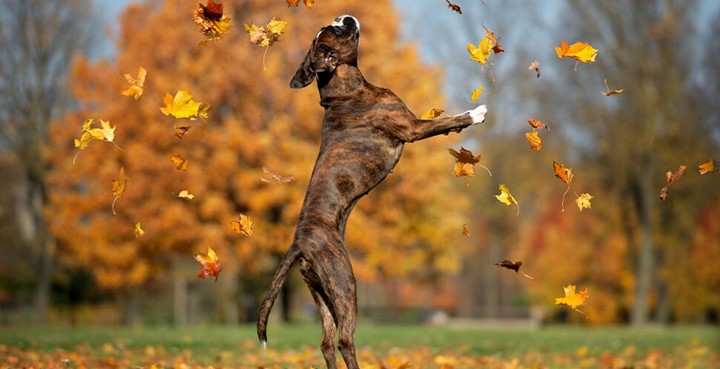 Miljondonation till hundcancerforskning