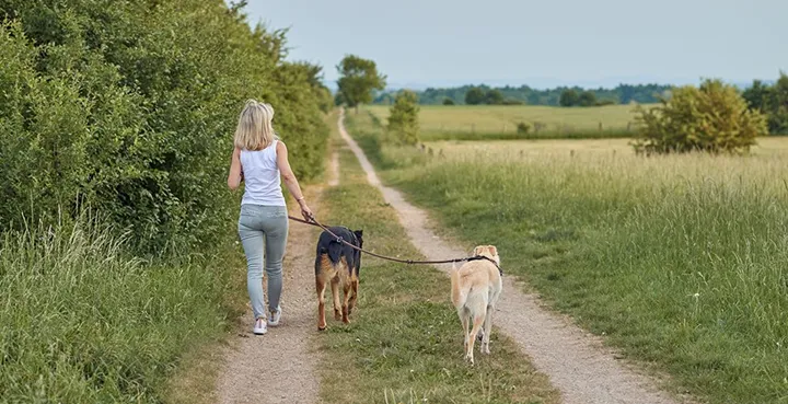 Ny lag om promenad