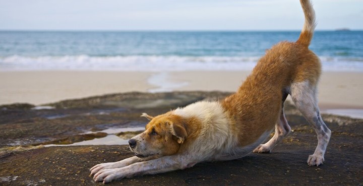 Testa doga med din hund