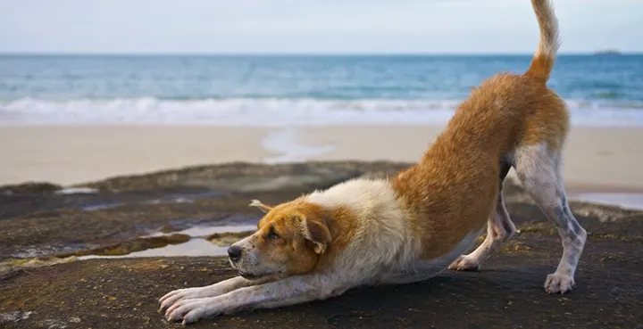 Testa doga med din hund