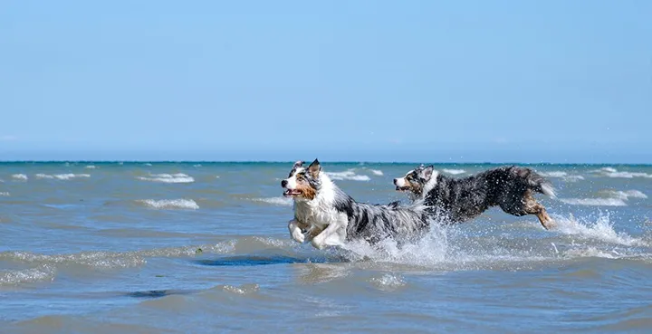 Bästa badplatserna för hunden i Sverige
