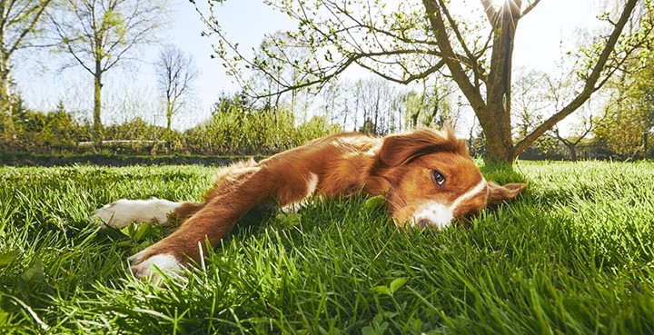 Hjälp hunden i värmen