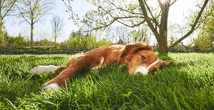 Hjälp hunden i värmen