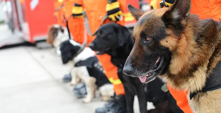 Långläsning ra¨ddningshund