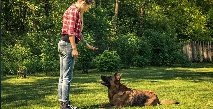 Ny hundträningsgård på Herrfallet