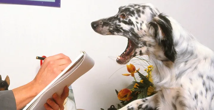 Utbilda dig till hundpsykolog