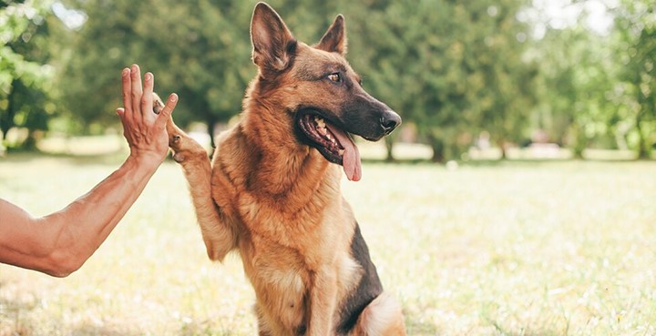 Hundar underlättar integration