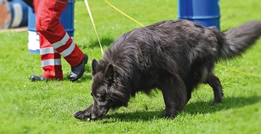 Långläsning: Specialsök