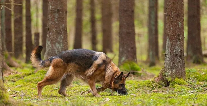 Hundar bidrar till aktivt friluftsliv