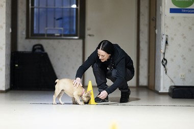 Frihet framfor koppel pa Kungsbackas valpkurs + Fotograf Nils Petter Nilsson2